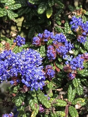 Ceanothus foliosus