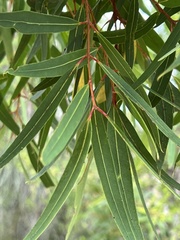 Angophora crassifolia