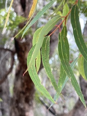 Angophora crassifolia