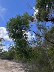 Angophora crassifolia