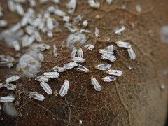 Aulacaspis yabunikkei