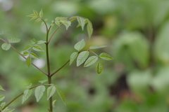 Fraxinus pennsylvanica subintegerrima