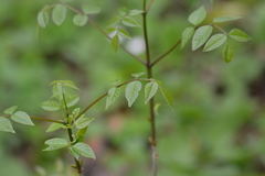 Fraxinus pennsylvanica subintegerrima