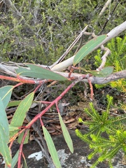 Eucalyptus luehmanniana