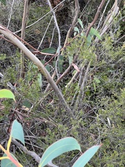 Eucalyptus luehmanniana