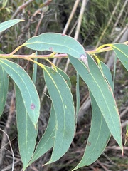 Eucalyptus luehmanniana