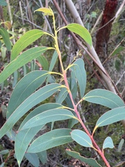 Eucalyptus luehmanniana