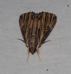 Ercheia ekeikei