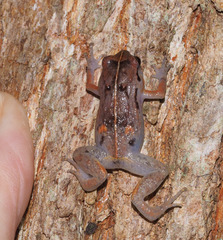 Cophixalus australis