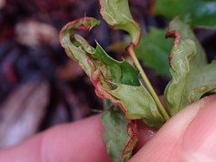 Aceria caliberberis