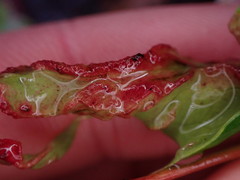 Aceria caliberberis