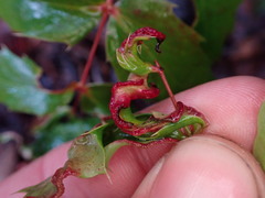 Aceria caliberberis