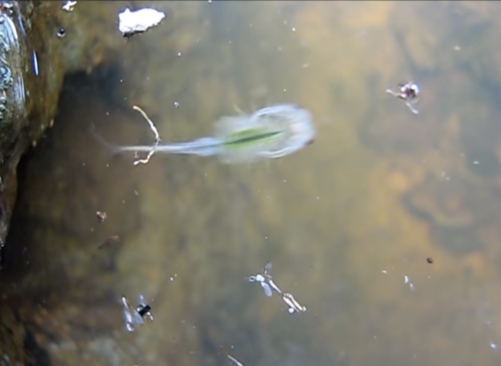 Branchinecta ferox