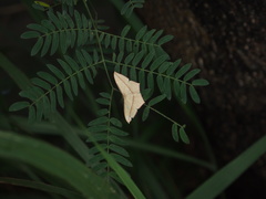 Timandra convectaria
