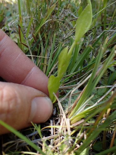 Image of Gentianopsis simplex by (c) Martin Purdy, some rights reserved (CC BY)