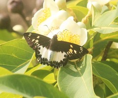 Satarupa gopala