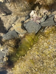 Ulva californica