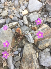 Spergularia purpurea