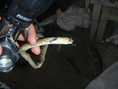 Drymarchon melanurus