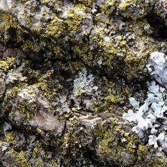 Phaeophyscia ciliata