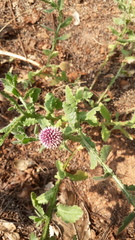 Sphaeranthus indicus