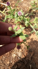 Sphaeranthus indicus