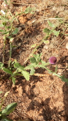 Sphaeranthus indicus