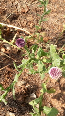 Sphaeranthus indicus