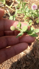 Sphaeranthus indicus