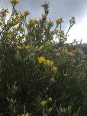 Genista tridentata