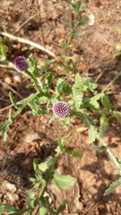 Sphaeranthus indicus