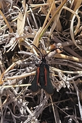 Synanthedon polygoni