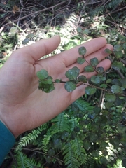 Coprosma spathulata