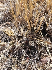 Synanthedon polygoni