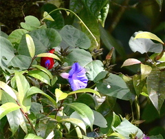 Aethopyga temminckii