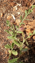 Sphaeranthus indicus