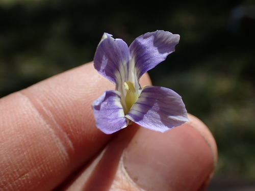 Image of Gentianopsis holopetala by (c) Martin Purdy, some rights reserved (CC BY)