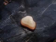 Striarca pisolina