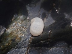 Vanikoro sigaretiformis