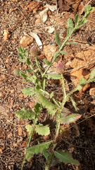 Sphaeranthus indicus