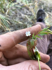 Epilobium glandulosum