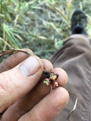 Epilobium glandulosum