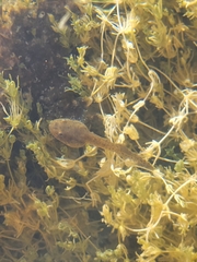 Lithobates chiricahuensis