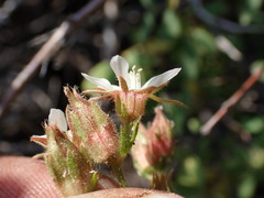 Horkeliella congdonis