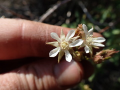Horkeliella congdonis