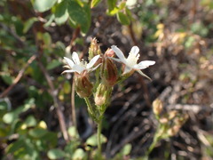 Horkeliella congdonis