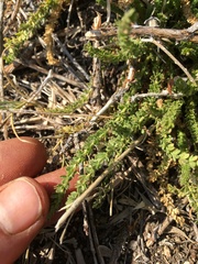 Horkeliella congdonis