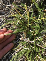 Horkeliella congdonis