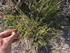 Horkeliella congdonis