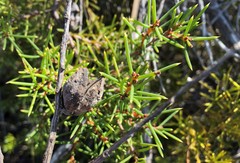 Hakea vittata